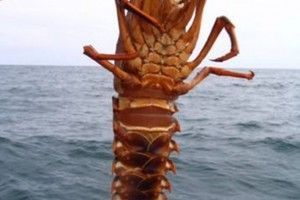 langosta