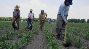 agricultores