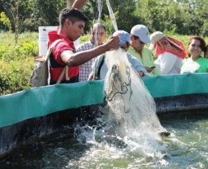 Cultivo de Tilapia