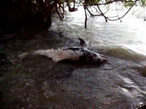 Delfin muerto