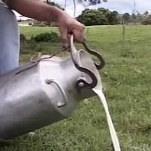 Leche Desperdiciada2