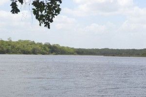 Laguna kana (3)