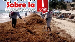 Conservacion playas solidaridad (2)