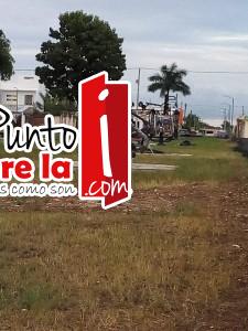 Matando la grasa de la cochinita (1)