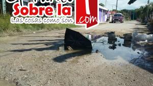 Bache